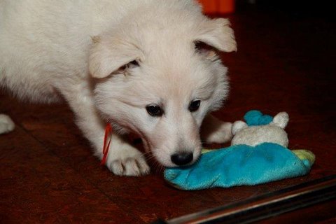 Fotos/NestWillow 2010/nest2010/week5/8.jpg