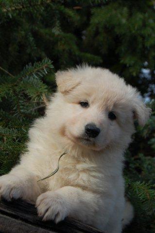 Fotos/NestWillow 2010/nest2010/week5/turquoise willow.jpg