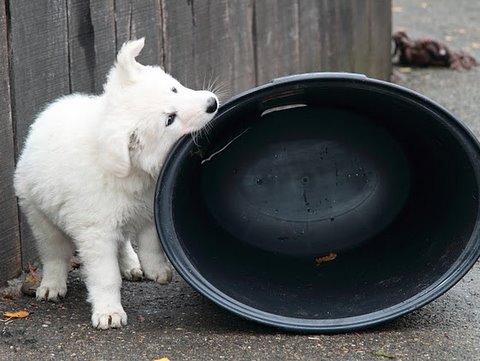 Fotos/NestWillow 2010/nest2010/week6/1.JPG