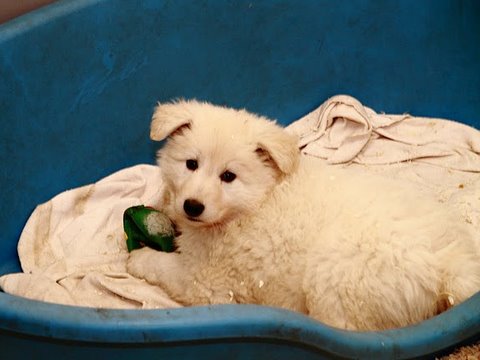 Fotos/NestWillow 2010/nest2010/week6/10.JPG