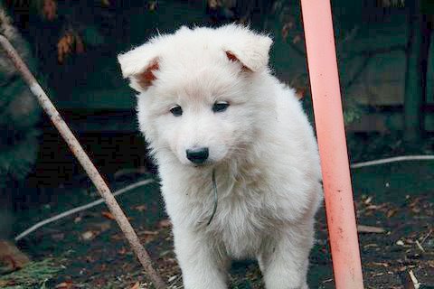 Fotos/NestWillow 2010/nest2010/week6/12.JPG