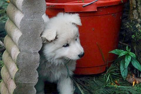 Fotos/NestWillow 2010/nest2010/week6/13.JPG