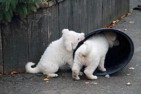 Fotos/NestWillow 2010/nest2010/week6/14.JPG