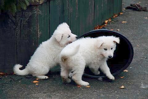 Fotos/NestWillow 2010/nest2010/week6/15.JPG