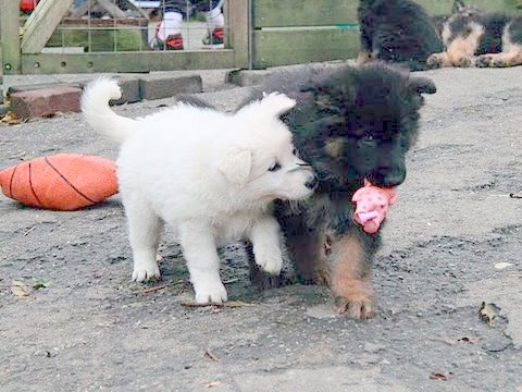 Fotos/NestWillow 2010/nest2010/week6/19.JPG