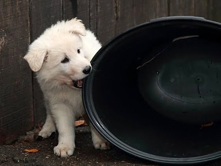 Fotos/NestWillow 2010/nest2010/week6/2.JPG