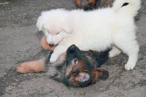 Fotos/NestWillow 2010/nest2010/week6/21.JPG