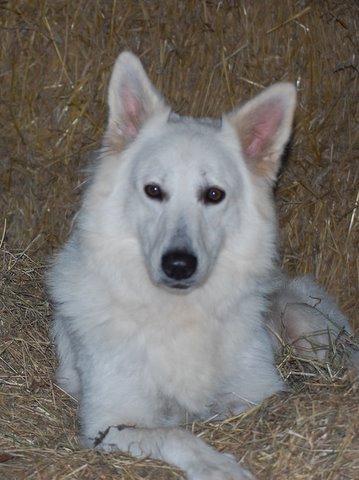 Fotos/NestWillow 2010/nest2010/week6/22.JPG