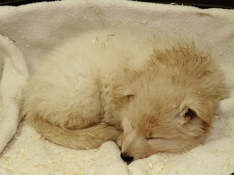 Fotos/NestWillow 2010/nest2010/week6/5.JPG