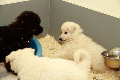 Fotos/NestWillow 2010/nest2010/week6/6.JPG