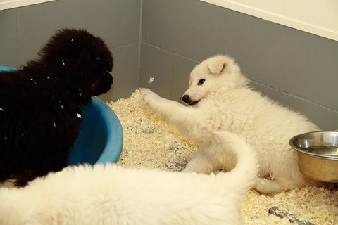 Fotos/NestWillow 2010/nest2010/week6/7.JPG