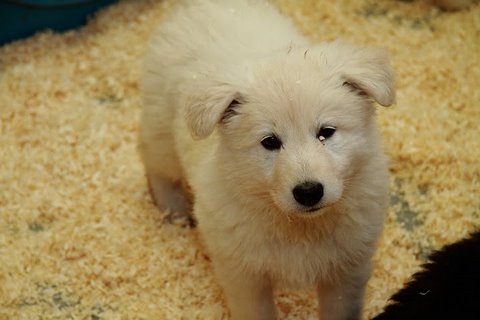 Fotos/NestWillow 2010/nest2010/week6/8.JPG