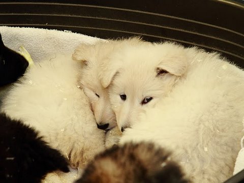 Fotos/NestWillow 2010/nest2010/week6/9.JPG