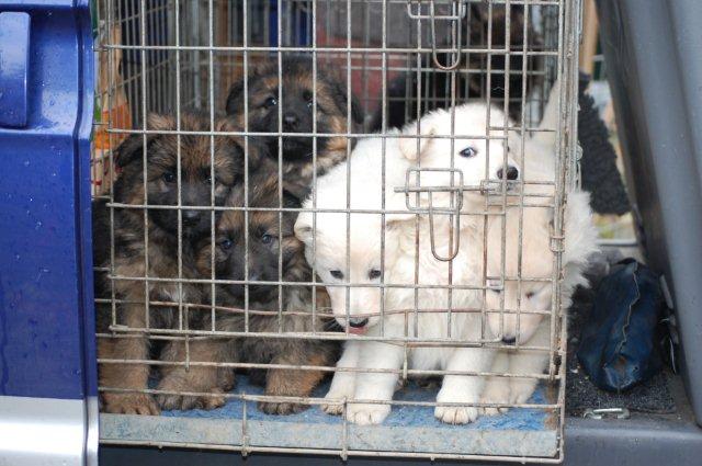 Fotos/NestWillow 2010/nest2010/week6/DSC_0797.jpg