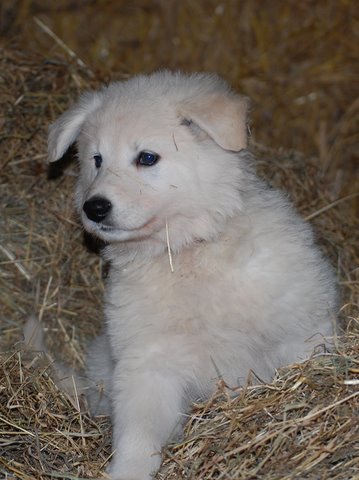 Fotos/NestWillow 2010/nest2010/week6/dunga.JPG