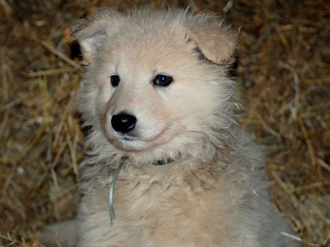 Fotos/NestWillow 2010/nest2010/week6/jade.JPG