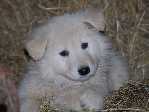 Fotos/NestWillow 2010/nest2010/week6/jara.JPG