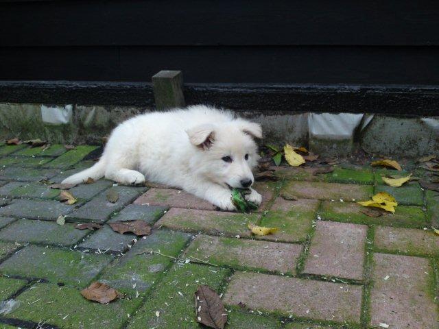 Fotos/NestWillow 2010/nest2010/week7/-_DSC02277.JPG