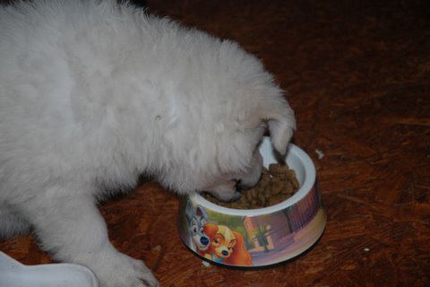 Fotos/NestWillow 2010/nest2010/week7/DSC_1974.JPG