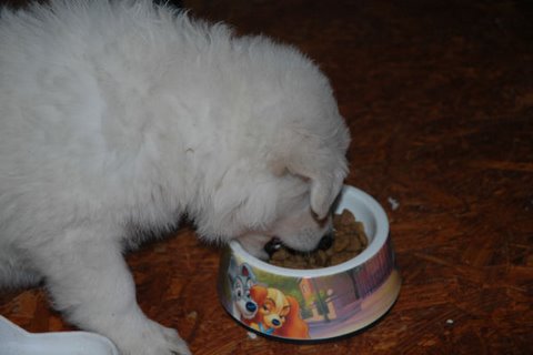 Fotos/NestWillow 2010/nest2010/week7/DSC_1975.JPG