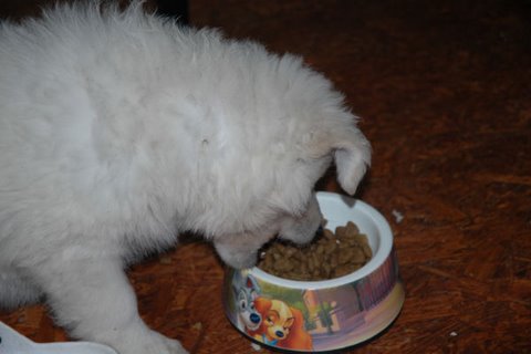 Fotos/NestWillow 2010/nest2010/week7/DSC_1976.JPG