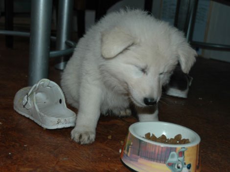 Fotos/NestWillow 2010/nest2010/week7/DSC_1982.JPG