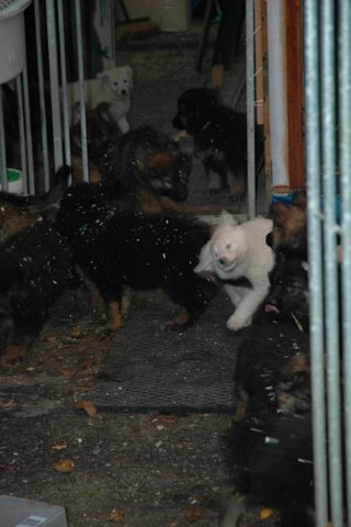 Fotos/NestWillow 2010/nest2010/week7/DSC_1988.JPG