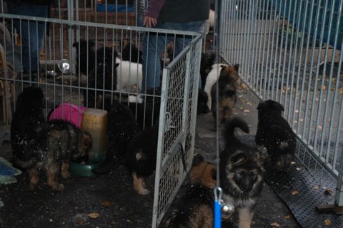 Fotos/NestWillow 2010/nest2010/week7/DSC_1992.JPG