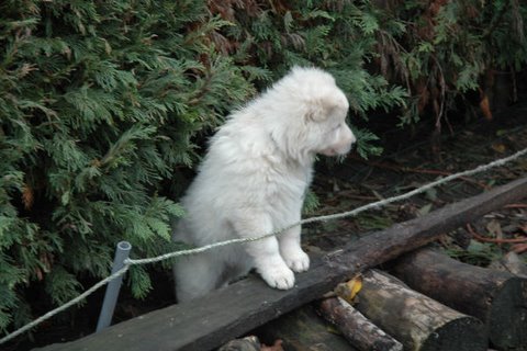 Fotos/NestWillow 2010/nest2010/week7/DSC_1999.JPG