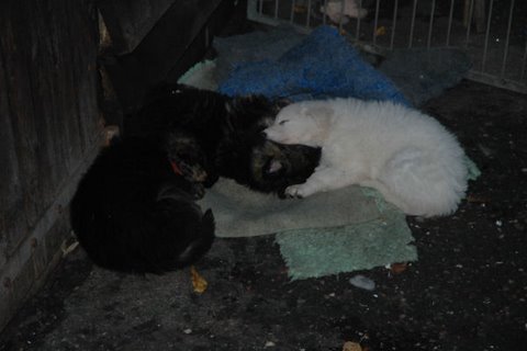 Fotos/NestWillow 2010/nest2010/week7/DSC_2026.JPG