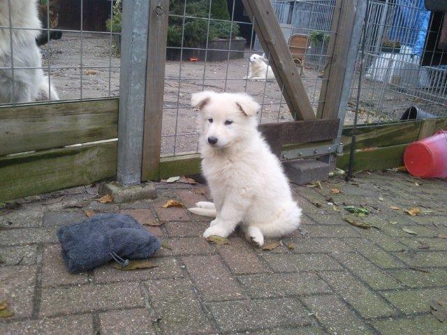 Fotos/NestWillow 2010/nest2010/week7/Foto0260.jpg