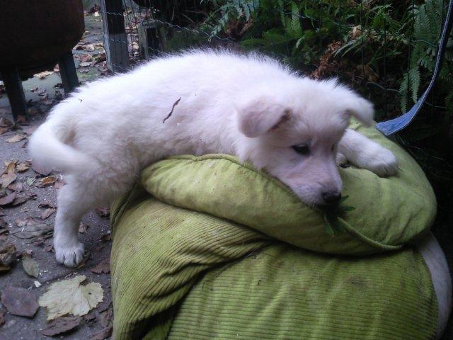 Fotos/NestWillow 2010/nest2010/week7/Foto0267.jpg