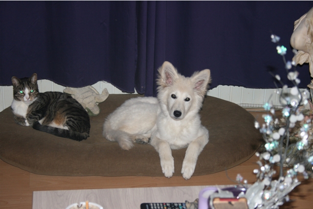 Fotos/2011 L-Nest/vervolg/Mikey/01.jpg