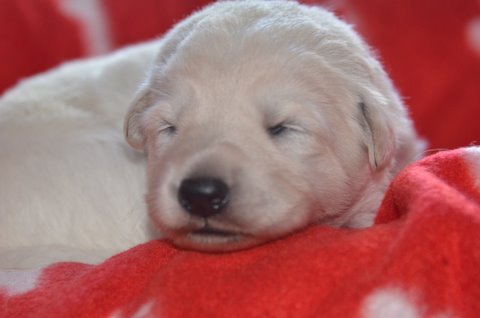 Fotos/2011 L-Nest/week2/paars.jpg