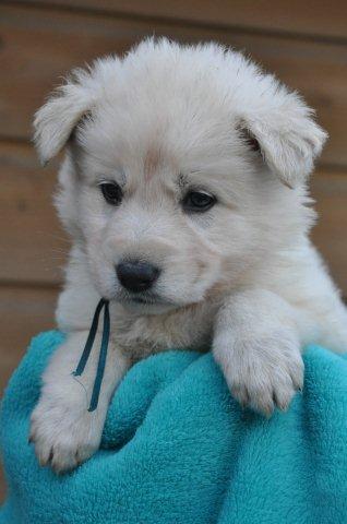 Fotos/2011 L-Nest/week5/turkoois.jpg