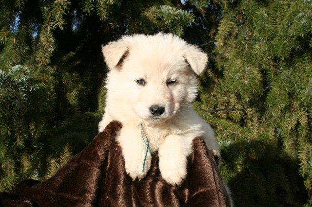 Fotos/2011 L-Nest/week6/turkoois.JPG