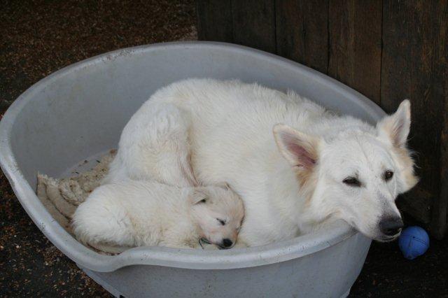 Fotos/2011 L-Nest/week6/willow1.JPG