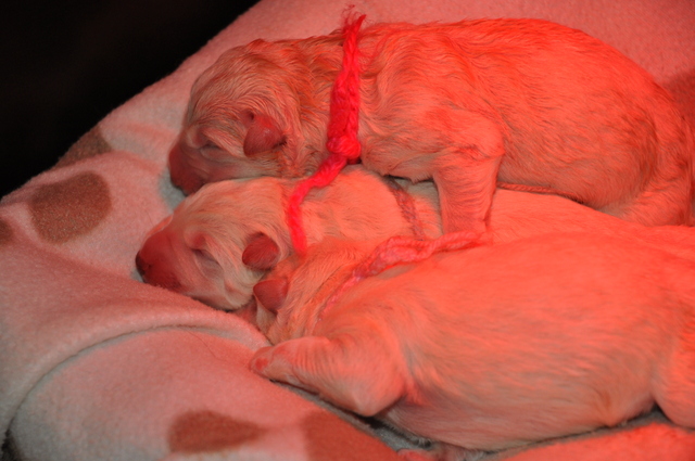 Fotos/Willow 2013/geboorte/DSC_0190.JPG