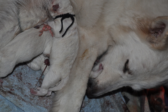 Fotos/Willow 2013/geboorte/DSC_0191.JPG