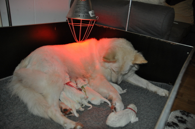 Fotos/Willow 2013/geboorte/DSC_0208.JPG