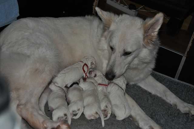 Fotos/Willow 2013/geboorte/DSC_0212.JPG