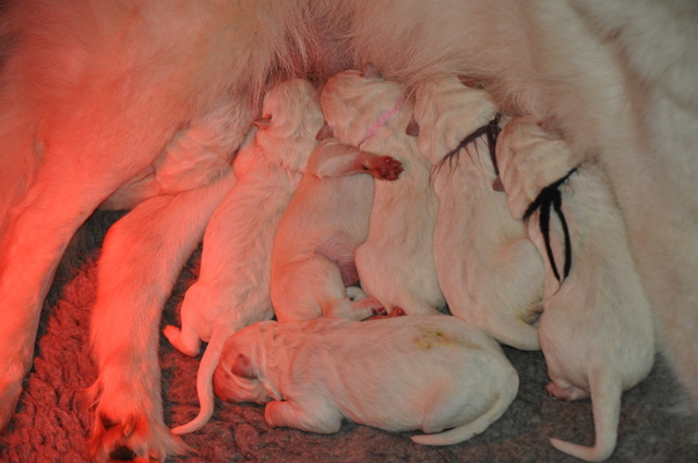 Fotos/Willow 2013/geboorte/DSC_0262.JPG