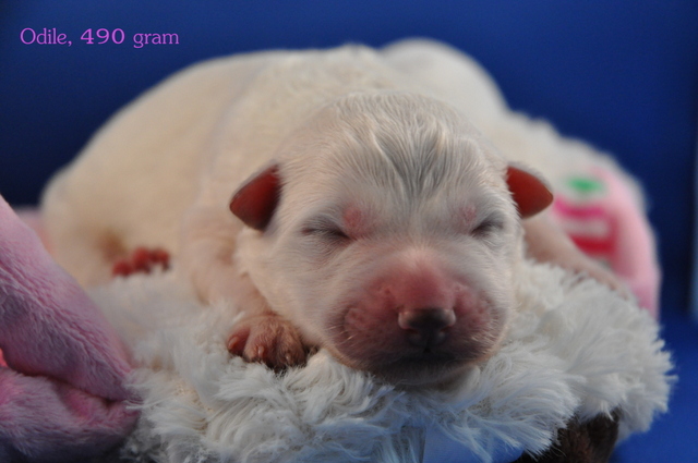 Fotos/Willow 2013/geboorte/Odile.jpg