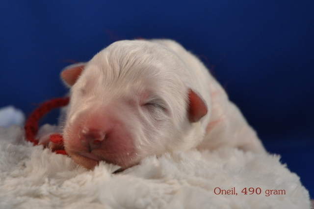Fotos/Willow 2013/geboorte/Oneil.jpg