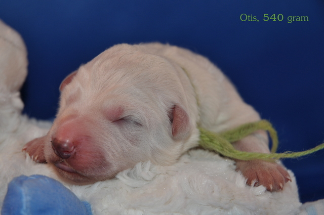 Fotos/Willow 2013/geboorte/Otis.jpg