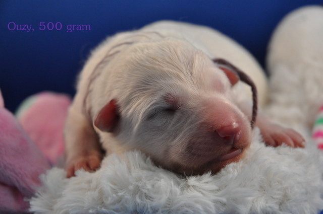 Fotos/Willow 2013/geboorte/Ouzy.jpg