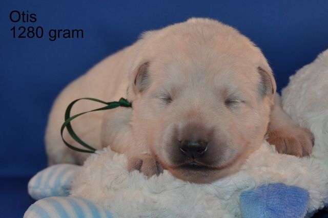 Fotos/Willow 2013/week 1/Otis1.jpg