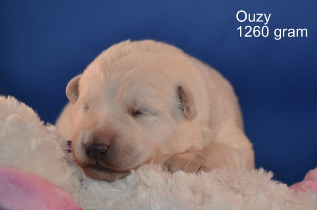 Fotos/Willow 2013/week 1/Ouzy1.jpg