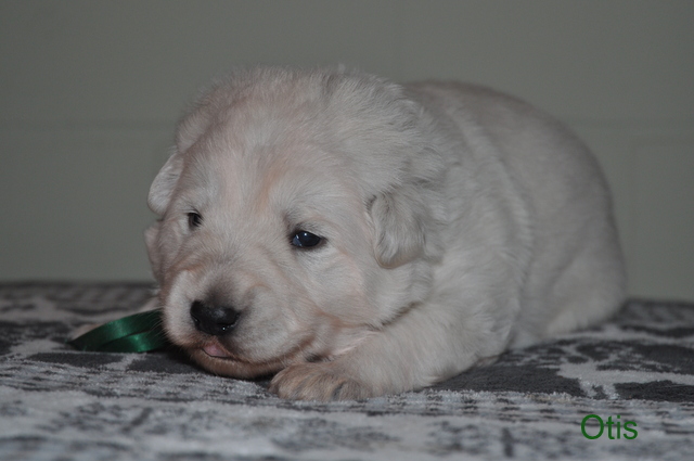 Fotos/Willow 2013/week 2/Otis2.JPG