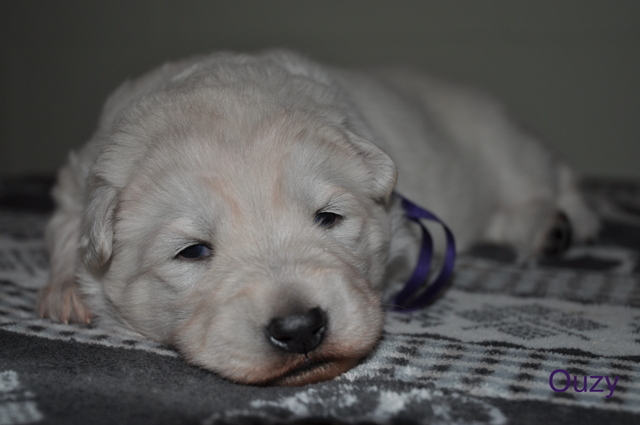 Fotos/Willow 2013/week 2/Ouzy2.jpg